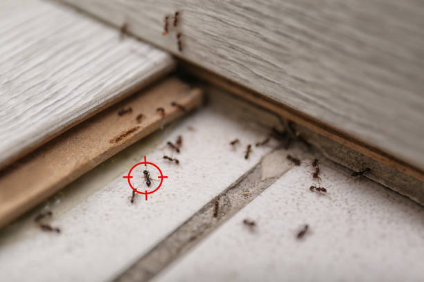 Best Pest Removal Services  in Westmont, PA